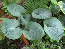 ����� ������� �����������.png