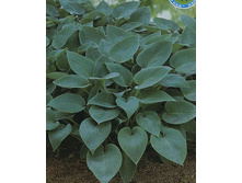 ����� �������.png