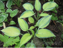 ����� ���� ��������.png