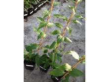 ��������� ������ ���� Bayern Kiwi 1.jpg