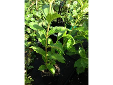 ������� �������� Rosea.jpg