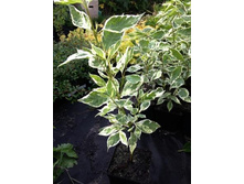 ����� �������������.jpg