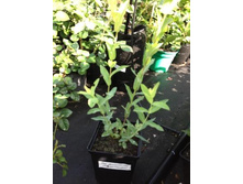 ��� ������ ������.jpg