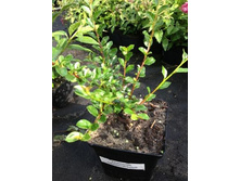 ��������� ��������������.jpg