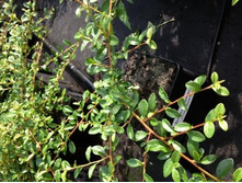 ��������� �������.jpg