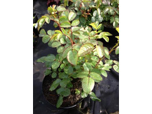 ���� �������.jpg