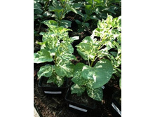 ������ �����������.jpg