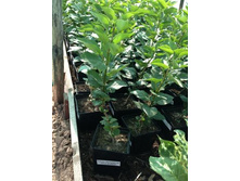 ������ ���� �������.jpg