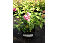 ������ �������� ������ �������.jpg