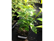 �������� ������.jpg