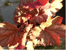 ������� Georgia Peach.png