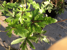 ������� ���������.png