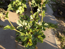 ������� ���������.png