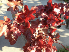 ������� ����� ���.png