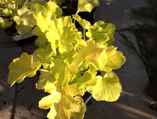 ������� ��������.png