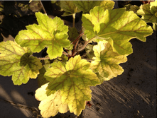 ������� �������.png