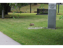 ������, ������� � ������ ������, �� �������� � ������