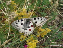 ����, ��������))