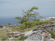 �. ����� - ����� ������� ����� �������