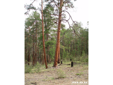 ������� ���������� �����-��������