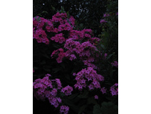 �������� �������,������� ����������� ���� ��������