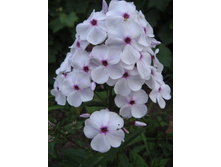 �������������� ������