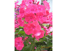 ����� ���������