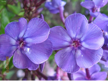 ������ �����(���������)