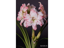 ��������� �������� 269�.jpg