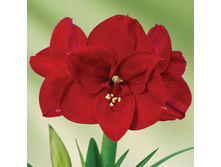 ��������� ����� ��� 246h.jpg