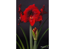 ��������� ������ 246�.jpg