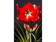 ��������� ������ 246�.jpg