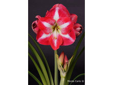 ��������� ����� ����� 239.jpg