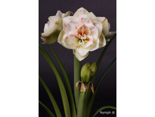 ��������� ���� 298.jpg