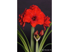 ��������� ��� ����  298�.jpg