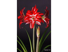 ��������� ����� 298�.jpg