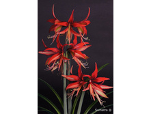 ��������� ������� 320�.jpg