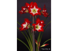 ��������� ���� ��� 320�.jpg