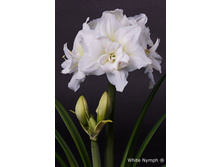 ��������� ���� ���� 298�.jpg