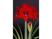 ��������� ������� 239�.jpg