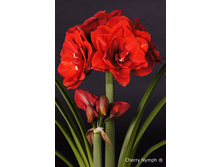 ��������� ����� ���� 298�.jpg