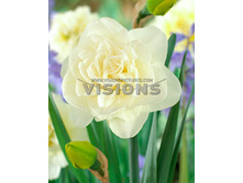 Narcis-Obdam ���� --------17,8.jpg