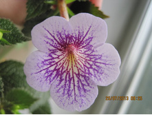 Ambroise verschaffelt