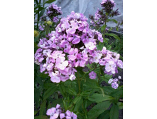 ����� �������� ������