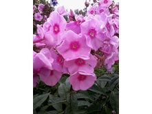 ����� ������� � ��������� ����������