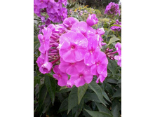 ����� ���������