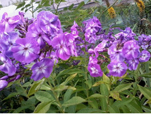 ����� ���������� �� ������� �ף�������