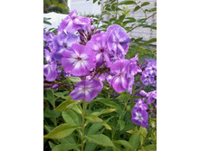 ����� ���������� � ����� �ף�������