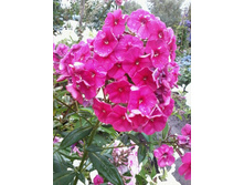 ����� ����-���������