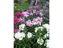 ������ ������